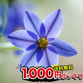 楽天市場 秋植え 苗 花の通販