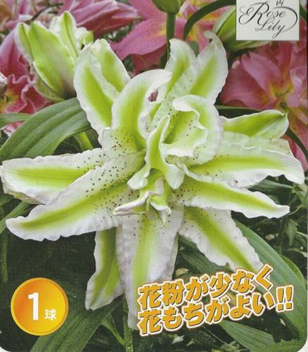 867円 最大98 オフ ユリ 球根 八重咲ユリ 無花粉 八重咲すかしユリ