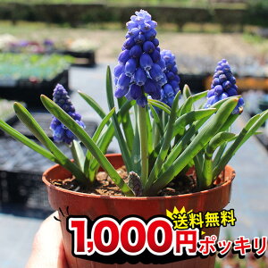 ムスカリ 花の人気商品 通販 価格比較 価格 Com