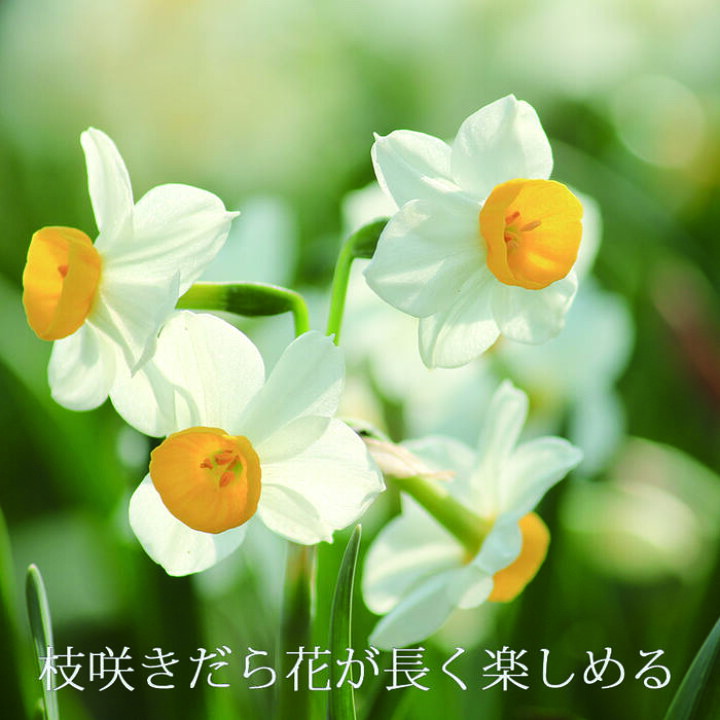 楽天市場 球根 スイセン 日本 水仙 ばら売り 球根 1球 お届け中 大型球根 Narcissus Tazetta Var Chinensis 水仙 すいせん 鉢植え 庭植え 冬咲き ガーデニング 耐寒性 多年草 水耕栽培 水栽培 早咲き 枝咲き ハッピーガーデン