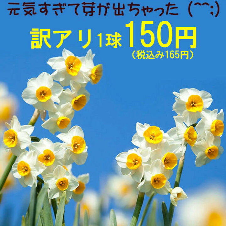 楽天市場 球根 スイセン 日本 水仙 ばら売り 球根 1球 お届け中 大型球根 Narcissus Tazetta Var Chinensis 水仙 すいせん 鉢植え 庭植え 冬咲き ガーデニング 耐寒性 多年草 水耕栽培 水栽培 早咲き 枝咲き ハッピーガーデン