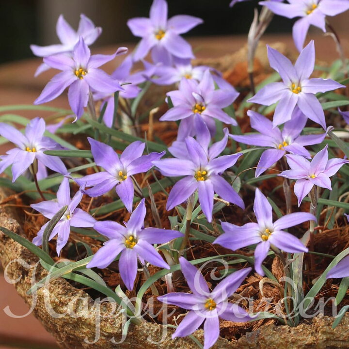 楽天市場 球根 イフェイオン フロイルミル 球根5球入り お届け中 メール便 小球根 Ipheion Uniflorum 多年草 青花 球根植物 秋植え 球根 花の球根 アイフェイオン ハナニラ 花壇 庭植え 鉢植え ガーデン ガーデニング 22bu ハッピーガーデン 楽天市場 球根 イフェイオン フロイルミル 球根5球入り お届け中 メール便 小球根 Ipheion Uniflorum 多年草 青花 球根植物 秋植え 球根 花の球根 アイフェイオン ハナニラ 花壇 庭植え 鉢植え ガーデン ガーデニング 22bu ハッピーガーデン