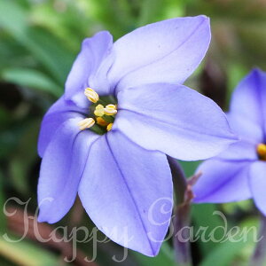 \1000円ポッキリ送料無料/ イフェイオン ジェシー 5球〜10球セット 【お届け中 小球根 メール便対応 全一部セットは国どこでも送料無料】ガーデニング 秋植え 鉢植え 庭植え 花壇 小球根