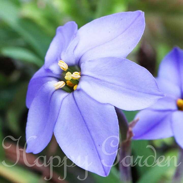 楽天市場 球根 イフェイオン ジェシー 5球セット お届け中 メール便 小球根 Ipheion Jessie 多年草 青花 球根植物 秋植え球根 花の球根 アイフェイオン ハナニラ 花壇 庭植え 鉢植え ガーデン ガーデニング 22bu ハッピーガーデン