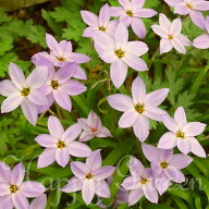 植えっぱなし球根 秋 花 イフェイオン ピンクスター 選べる 5球〜10球セット 桃花 秋球根【先行予約　お…