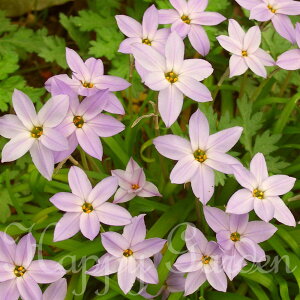 _v|Cg4{ 12/8`11^@1000~|bL AςȂ  CtFCI sNX^[Iׂ 5`9Zbgy͂  [֑Ή@ꕔZbg͑Sǂł