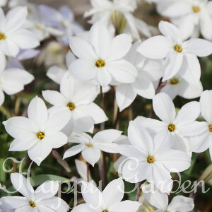 _1000~|bL^  CtFCI XvOzCgX^[ Iׂ5`9Zbgy͂  [֑Ή@SǂłzK[fjO HA A A