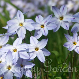 植えっぱなし 球根 花イフェイオン ウィズレーブルー 選べる5 球〜30球セット 青色 【お届け中 小球根 メール便対応　一部セットは送料無料】Ipheion uniflorum 秋植え 鉢植え 庭植え 花壇 小球根【2025BU】(1207)