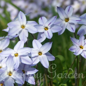 1000~|bL  AςȂ  ԃCtFCI EBY[u[ Iׂ5 `30Zbg F y͂  [֑Ή@ꕔZbg͑zIpheion uniflorum HA 