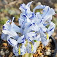 植えっぱなし球根 秋 花 ミニアイリスキャサリンホドキン 5球セット 空色【先行予約 10月上旬~お届け 小…