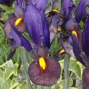   ACX ACIuU ^CK[ 5 _Ĩ^CK[͗lŌ^y͂zIris hollandica fEye of the TigerfhCcA Ҋ t A Ԓd A ؂ A