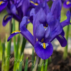 �~�j�A�C���X �u���[�q�� 5���Z�b�g�y��s�\�� 10����{~���͂� ������ ���[���ցzDwarf Iris Blue Hill �A�C���X �~�j�~�j�A�C���X ���� �A�����ςȂ� ����� �Ԃ̋��� ��A�� �Ԓd ���A���y2026BU