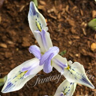 植えっぱなし球根 秋 花 ミニアイリス ペインテッドレディ 5球セット【先行予約 10月上旬~お届け 小球根 …
