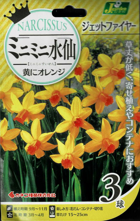 楽天市場 球根 ミニミニ水仙 ジェットファイヤー 球根3球セット お届け中 Narcissus ミニ水仙 カップ咲き 中型球根 秋植え球根 鉢植え 庭植え 寄せ植え ガーデニング コンテナ 切り花 すいせん スイセン きゅうこん 21bu Com ハッピーガーデン