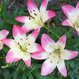 秋植え球根 ＼植えっぱなしOK！紅白2色咲きユリ／スカシユリ ロリポップ 2球セット【お届け中～中型球根】Lilium maculatum lily アジアンティック 庭 庭植え 花壇 鉢植え ガーデニング 人気品種 ハッピーガーデン