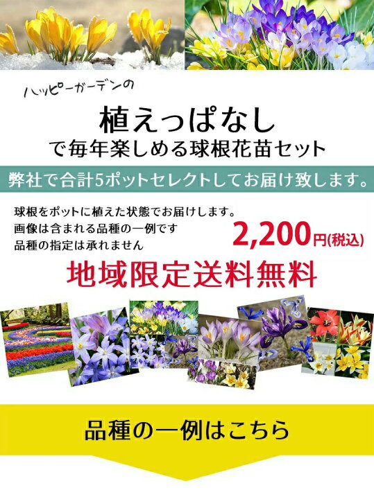 楽天市場 花苗セット おまかせ 植えっぱなし芽出し球根苗 合計5鉢セット 1ポット1 5球植え お届け中 あす楽 地域限定送料無料 ムスカリ 原種 チューリップ ハッピーガーデン