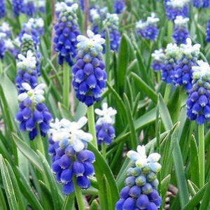 球根 植えっぱなし球根 ムスカリ タッチオブスノー 選べる4球〜8球セット【お届け中 小球根 メール便対応 一部セットは送料無料】Muscari Touch of Snow 球根植物 花の球根 鉢植え 庭植え 寄せ植