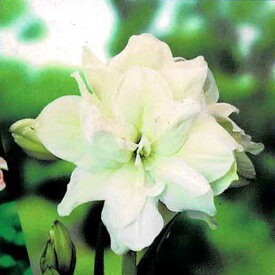 楽天市場 花 植物の種類アマリリス オダマキ の通販 楽天市場 花 植物の種類アマリリス オダマキ の通販