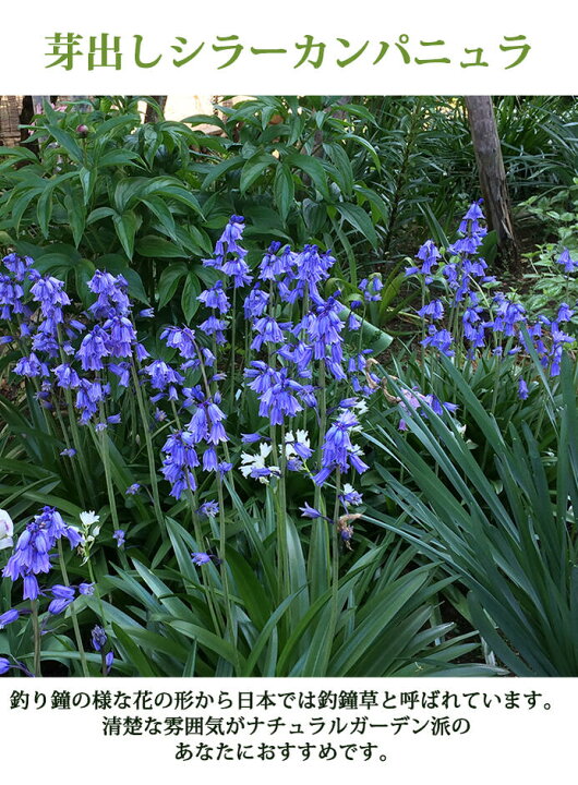 楽天市場 花苗セット 植えっぱなし芽出し球根苗 おまかせ合計6鉢セット 1ポット1 4球植え お届け中 地域限定送料無料 ムスカリ 原種チューリップ クロッカス アリウム ミニアイリス Happygarden ハッピーガーデン ガーデニング 23spr ハッピーガーデン