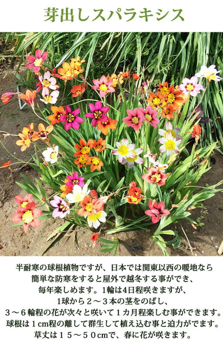 楽天市場 花苗セット おまかせ 植えっぱなし芽出し球根苗 合計5鉢セット 1ポット1 5球植え お届け中 あす楽 地域限定送料無料 ムスカリ 原種チューリップ ハッピーガーデン