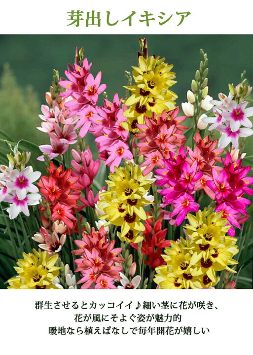 楽天市場 花苗セット おまかせ 植えっぱなし芽出し球根苗 合計5鉢セット 1ポット1 5球植え お届け中 あす楽 地域限定送料無料 ムスカリ 原種 チューリップ ハッピーガーデン