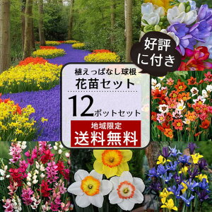 球根 クロッカスの人気商品 通販 価格比較 価格 Com