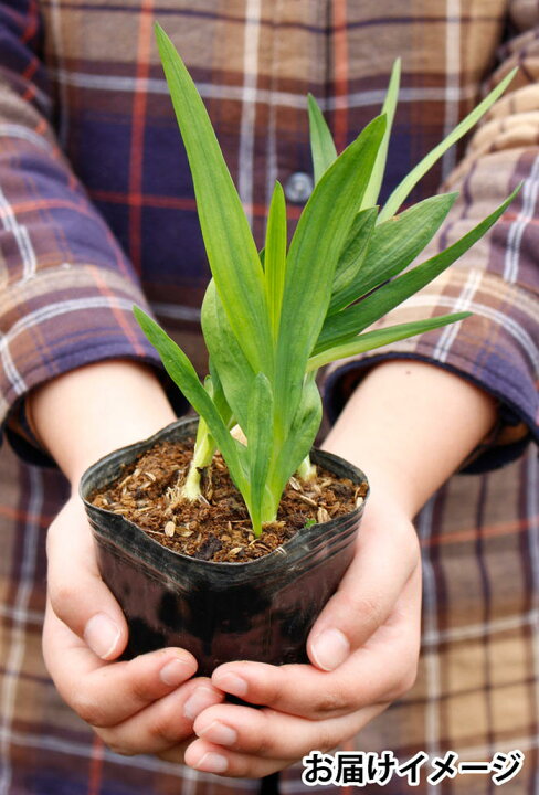 楽天市場 1000円ポッキリ 芽出し球根苗 植えっぱなし フリージア Mix 3 3 5号 4ポットセット お届け中 球根植え 球根 セット 鉢植え 庭植え 寄せ植え ガーデニング ハッピーガーデン