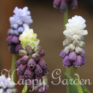 Sǂł AςȂ XJ O[vACX Iׂ3`5Zbgy͂  [ւł͂ ꕔZbg͑SǂłzԂ̋ HA H