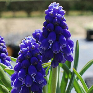 AςȂ   H~A  XJ AjAJ 6`24Zbgys\ 10{`͂  [֑Ή@ꕔzMuscari Armeniacum@H ~  N