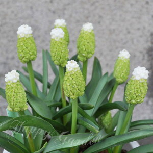 HA _AςȂOKI^O[̒XJ fB[}hi 5Zbgy͂z [֑Ή Muscari N A A A 񂹐A K[fjO nb