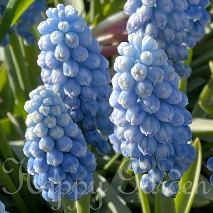 楽天市場 植えっぱなし 球根 ムスカリ マノン 4球 セット お届け中 メール便 小球根 Muscari Armeniacum Manon 野放し 秋球根 秋植え球根 花の球根 庭植え 秋植え 花壇 ガーデニング ガーデン 花壇 鉢植え 22bu ハッピーガーデン