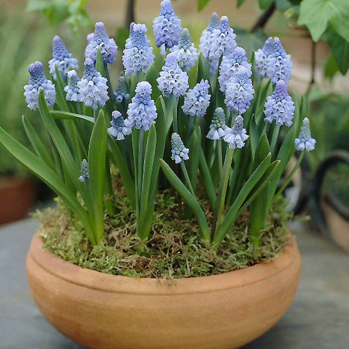 楽天市場 花苗 芽出し球根苗 春苗 ムスカリ アズレウム1鉢 4芽以上 お届け中 Muscari Azureum 鉢植え 庭植え 寄せ植え ガーデニング スーパーdeal15 ポイントバック ハッピーガーデン