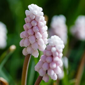 球根 植えっぱなし ムスカリ ピンクサンライズ 球根 3球〜6球セット【お届け中 小球根 メール便対応　一部セットは全国どこでも送料無料】Muscari pink surprise 鉢植え 庭植え 寄せ植え 球根植物 桃花 ハッピーガーデン【2025BU】【mail】（1213）