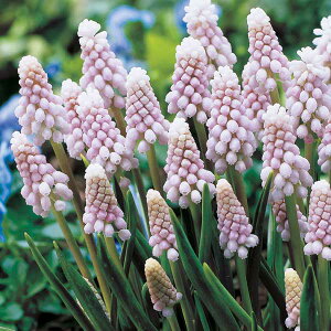 �_�|�C���g3�{ 12/13~15�����^ ���� �A�����ςȂ� ���X�J�� �s���N�T�����C�Y ���� 3���`6���Z�b�g�y���͂��� ������ ���[���֑Ή��zMuscari pink surprise ���A�� ��A�� �񂹐A�� �����A�� ���� �y20