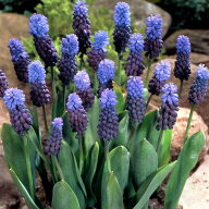 植えっぱなし球根 ムスカリ ラティフォリューム 選べるセット5球〜30球セット 青花【お届け中 小球根 メ…