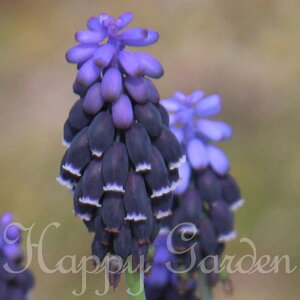  AςȂ XJ lON^ 4Zbgy͂  [֑Ή ʁzMuscari neglectum A A 񂹐A K[fjO nbs[K[f y2025BUzymailz(2006)