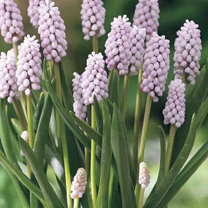 球根 寄せ植え セットの通販 価格比較 価格 Com