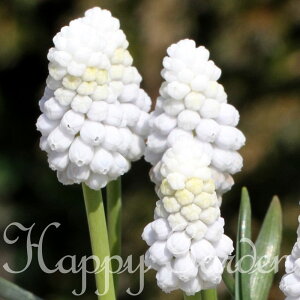  AςȂ  XJ VxA ^CK[ 4Zbgy͂  [ւł͂|Xgɓ zMuscari HA HA A A 񂹐A Ԓd K[fjO 