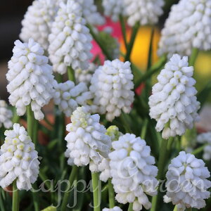  XJ zCg}WbN 4Zbgy͂ ^@ʁzmuscari whitemagic  Zbg A 񂹐A K[fjO HAy2025BUzyCOMz(2006)