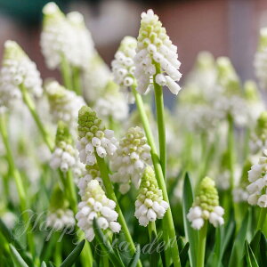 球根 植えっぱなし球根 ムスカリ ホワイトパール 球根 4球セット【お届け中 小球根 メール便対応ポストに投函 送料別】花の球根 秋植え球根 秋植え ガーデニング 庭植え 花壇 ハッピー