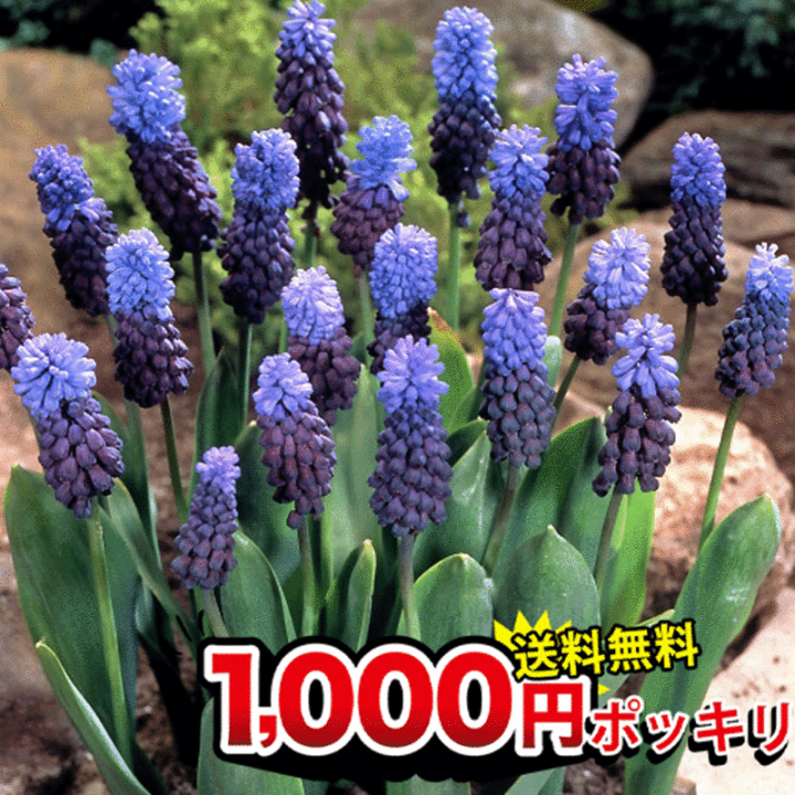 楽天市場 1000円ポッキリ 送料無料 植えっぱなし球根 ムスカリ ラティフォリウム 18球 お届け中 メール便でお届け 全国どこでも送料無料 Latifolium 青花 野放し 花の球根 青花 ネイビーカラー 秋植え球根 ハッピーガーデン