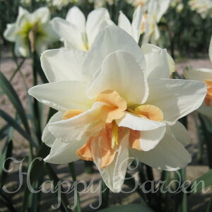   AςȂOK  fiV[ 2Zbg d炫 /Fys\10{`͂ ^zNarcissus DelnashaughN ϊ HA A A Ԓd K[fjO nbs