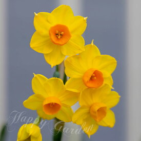 水仙 ガーデンオペラ 芽出し球根苗 3球植え 選べる1〜3鉢セット 3号鉢【お届け中】Daffodil Narcissus 黄 咲き分け 香り コンパクト 花壇 植え付け球根 鉢植え 春 ハッピーガーデン【2025BU】
