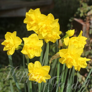 AςȂ  d炫@S[ffVX 2Zbgys\10{`͂`^zNarcissus v Ă₷  N ϊ XCZ  A H
