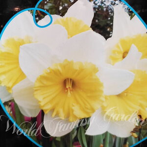   AςȂOK  ACXtH[X Ice Follies 2Zbg t炫 /N[Fy9{`͂ ^zNarcissus Ice Follies N ϊ HA A K[fjO nbs[