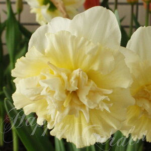  AςȂOK  ACXLO Ice King 2Zbg d炫 ԂɃN[ցy9{`͂ ^zNarcissus N ϊ A A Ԓd K[fjO nbs[K[