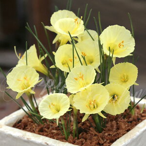 植えっぱなし球根 花 水仙 ジュリアジェーン 3球セット ライトイエロー 秋 冬植え 【お届け中 小球根 メール便】Narcissus スイセン育てやすい 多年草 耐寒性球根 庭植え 鉢植え 花壇 お洒落 【