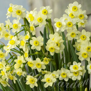   AςȂ ~j~j ~mE 3Zbg tJ H ~A ys\10{`͂ ^zNarcissus ~m[ ~j Jbv炫 HA  A A 