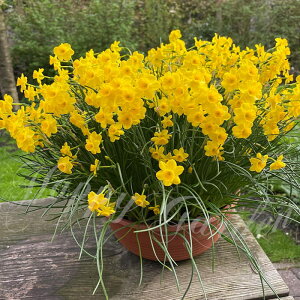   AςȂ ~j  AA 3Zbg tJ H ~A ys\10{`͂@ [ւł͂zNarcissus cyclamineus XCZ Ă₷ N ϊ 