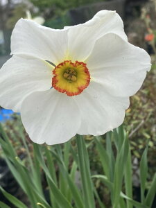   g ANeA 2y͂ ^zNarcissus poeticus XCZ N  A Ԓd A CObVK[f2025BU COMy9211z